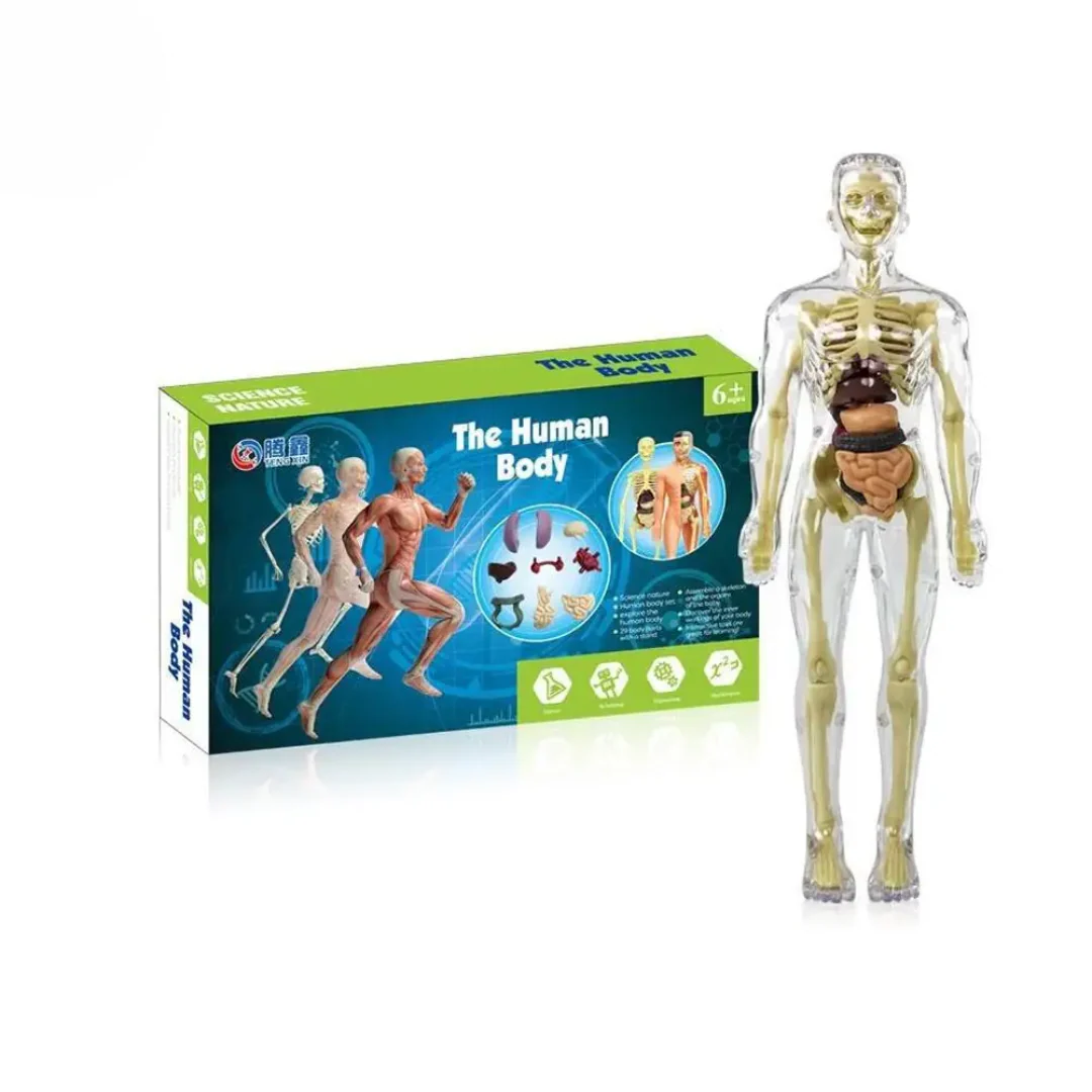 Human Anatomy – Leren & Ontdekken – Menselijk Lichaam Model Kit - Afbeelding 4