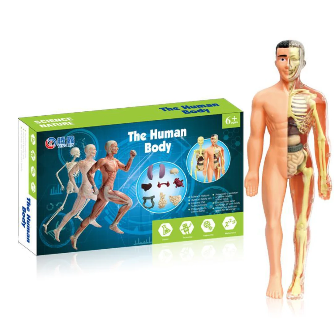 Human Anatomy – Leren & Ontdekken – Menselijk Lichaam Model Kit - Afbeelding 7