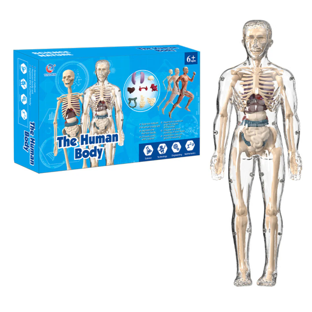 Human Anatomy – Leren & Ontdekken – Menselijk Lichaam Model Kit - Afbeelding 8